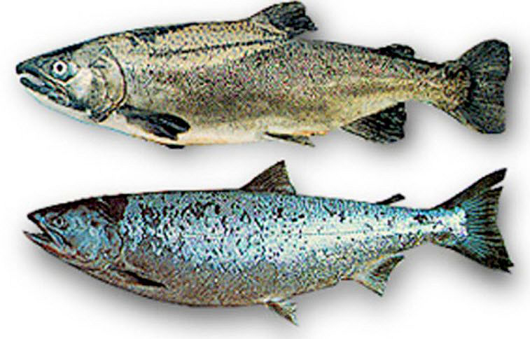 Oncorhynchus kisutch_03.jpg